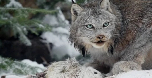 猞猁杀了五只鸡，两个人杀了，被判刑。这样合适吗？